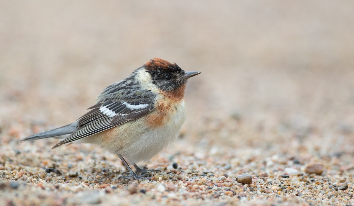 Bay-breasted Warbler - ML102429531