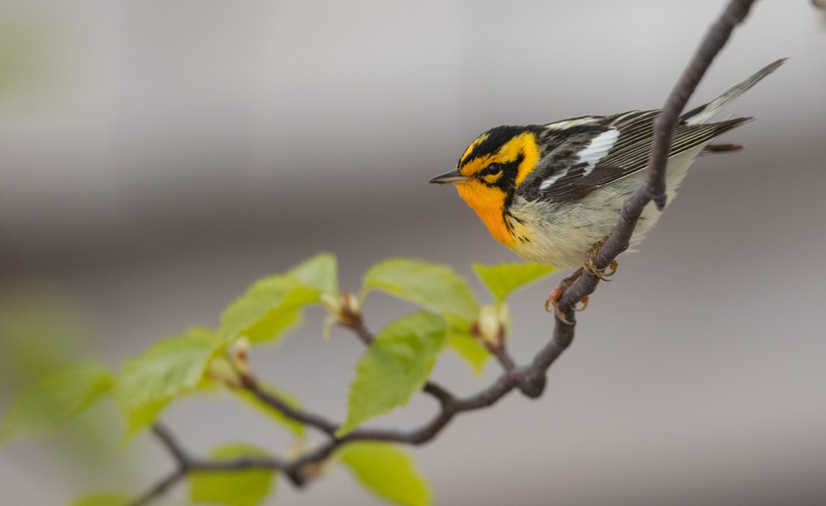 Пісняр-лісовик рудоволий - ML102429541