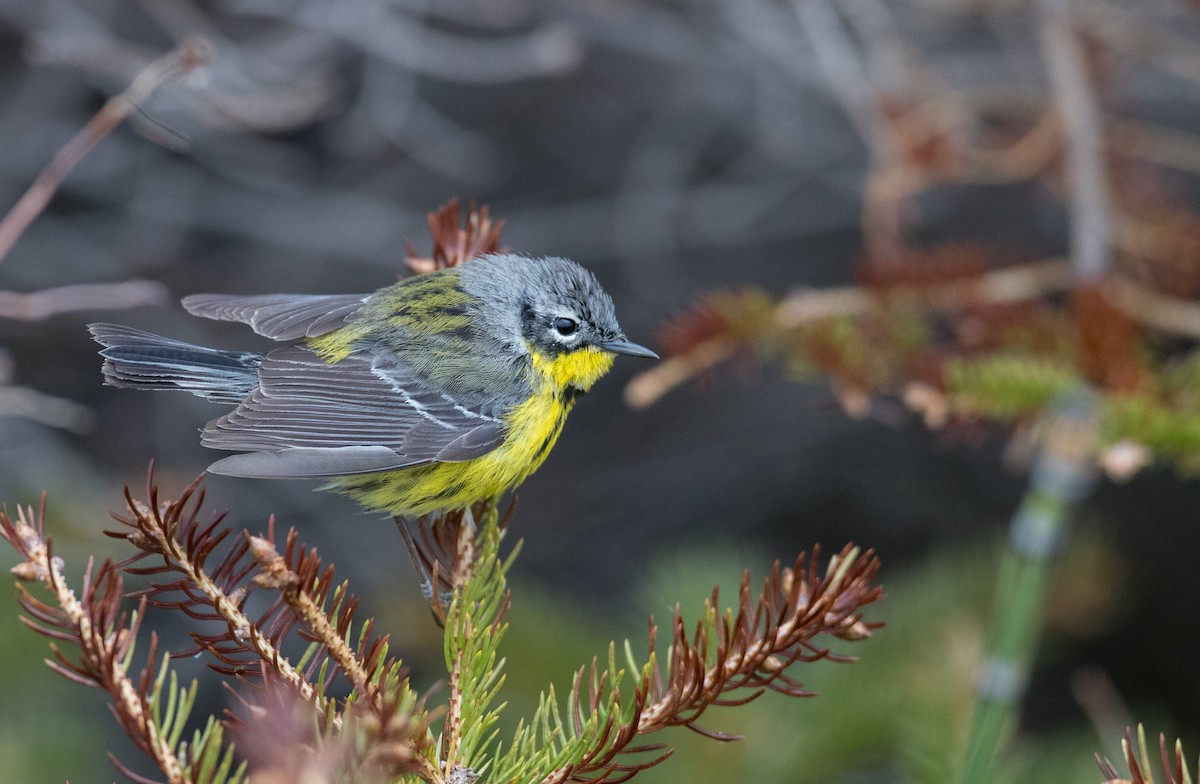 Magnolia Warbler - ML102429741