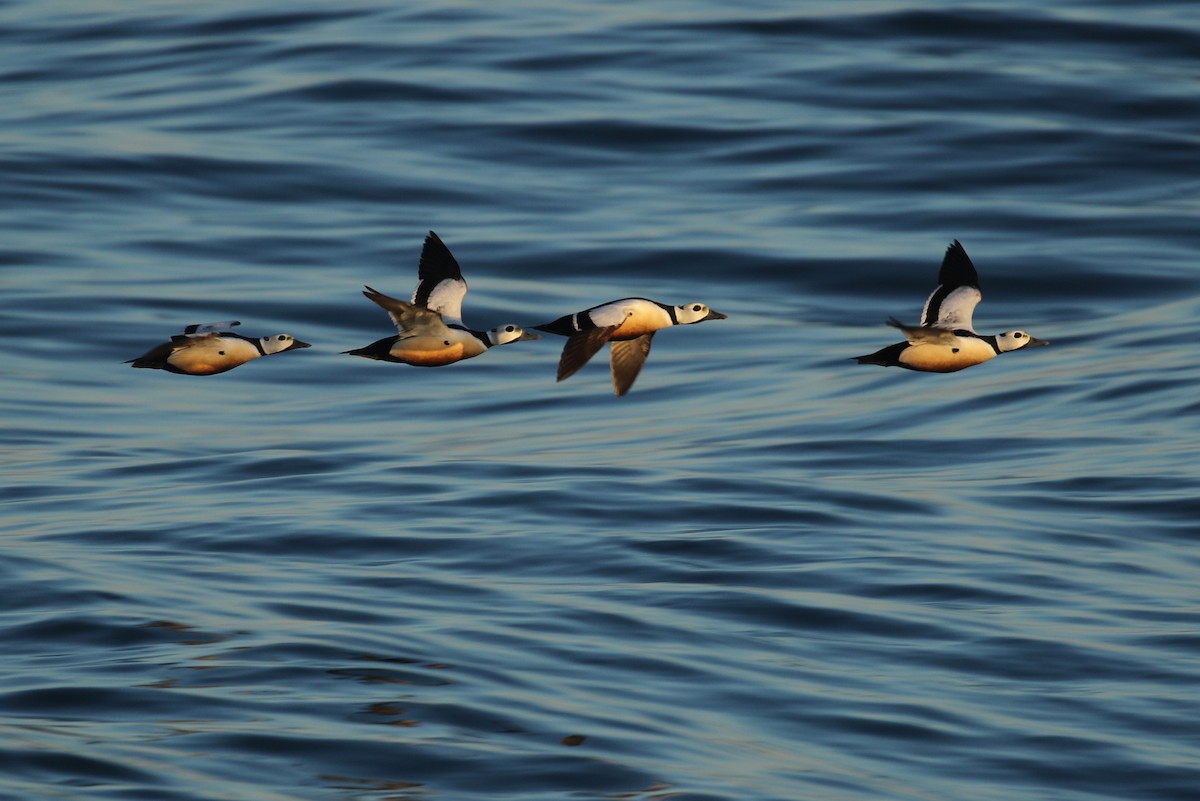 Steller's Eider - ML102429801