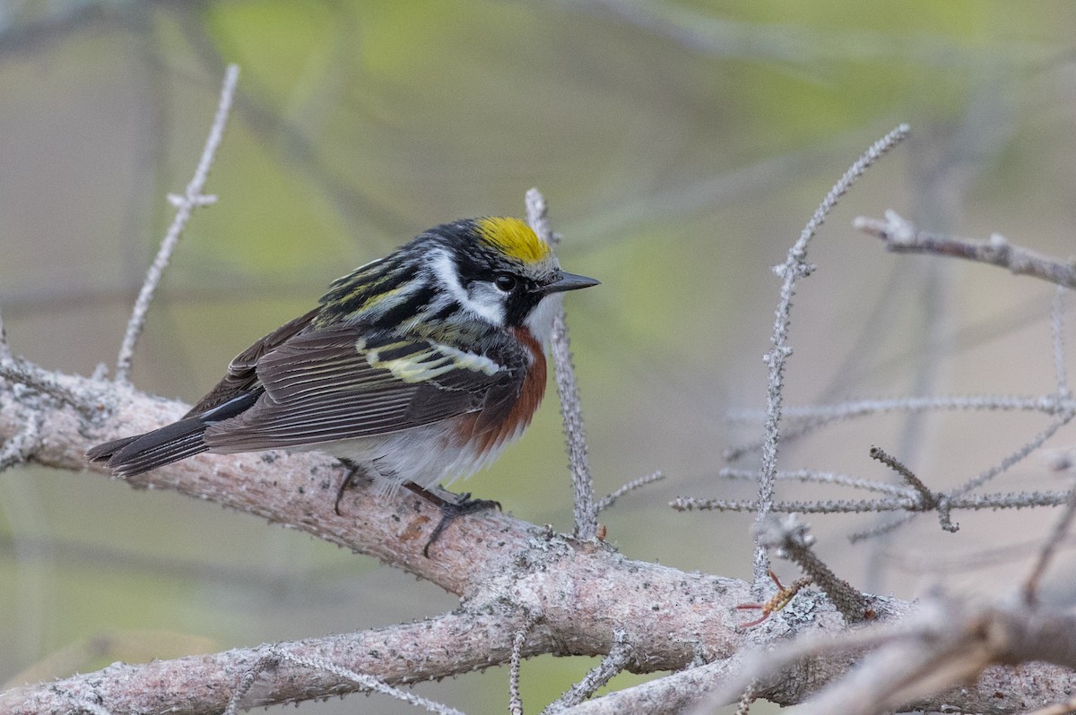 Chestnut-sided Warbler - ML102429831