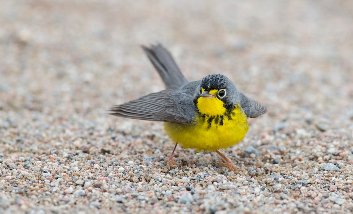 Canada Warbler - ML102429891