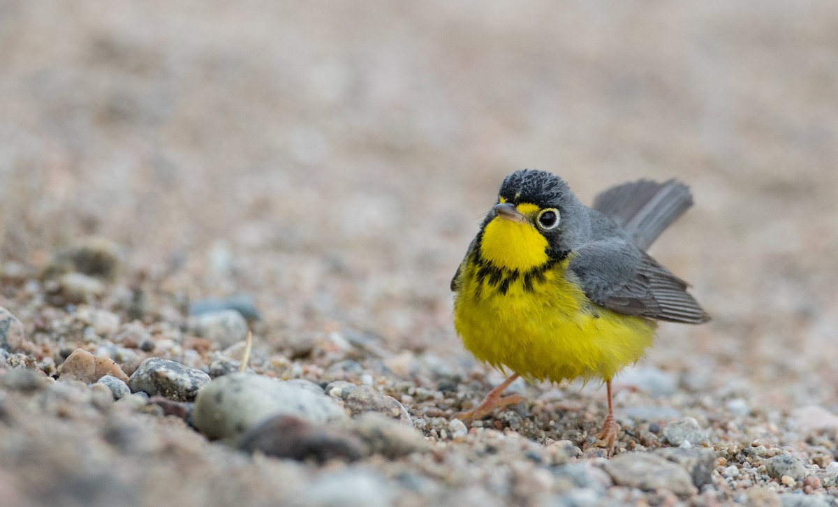 Canada Warbler - ML102429901