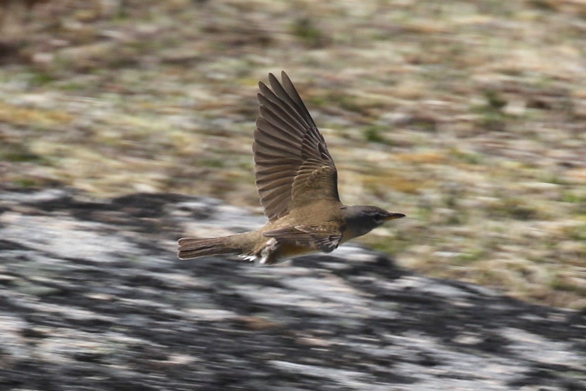 Eyebrowed Thrush - ML102430561