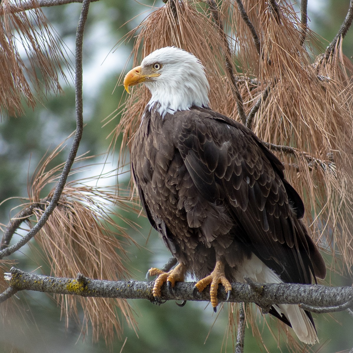 Bald Eagle - ML102430781