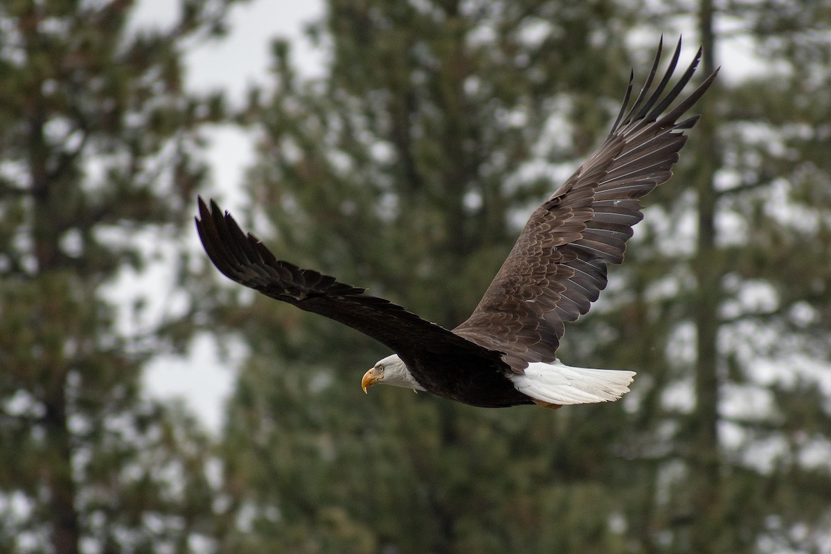 Bald Eagle - ML102430801