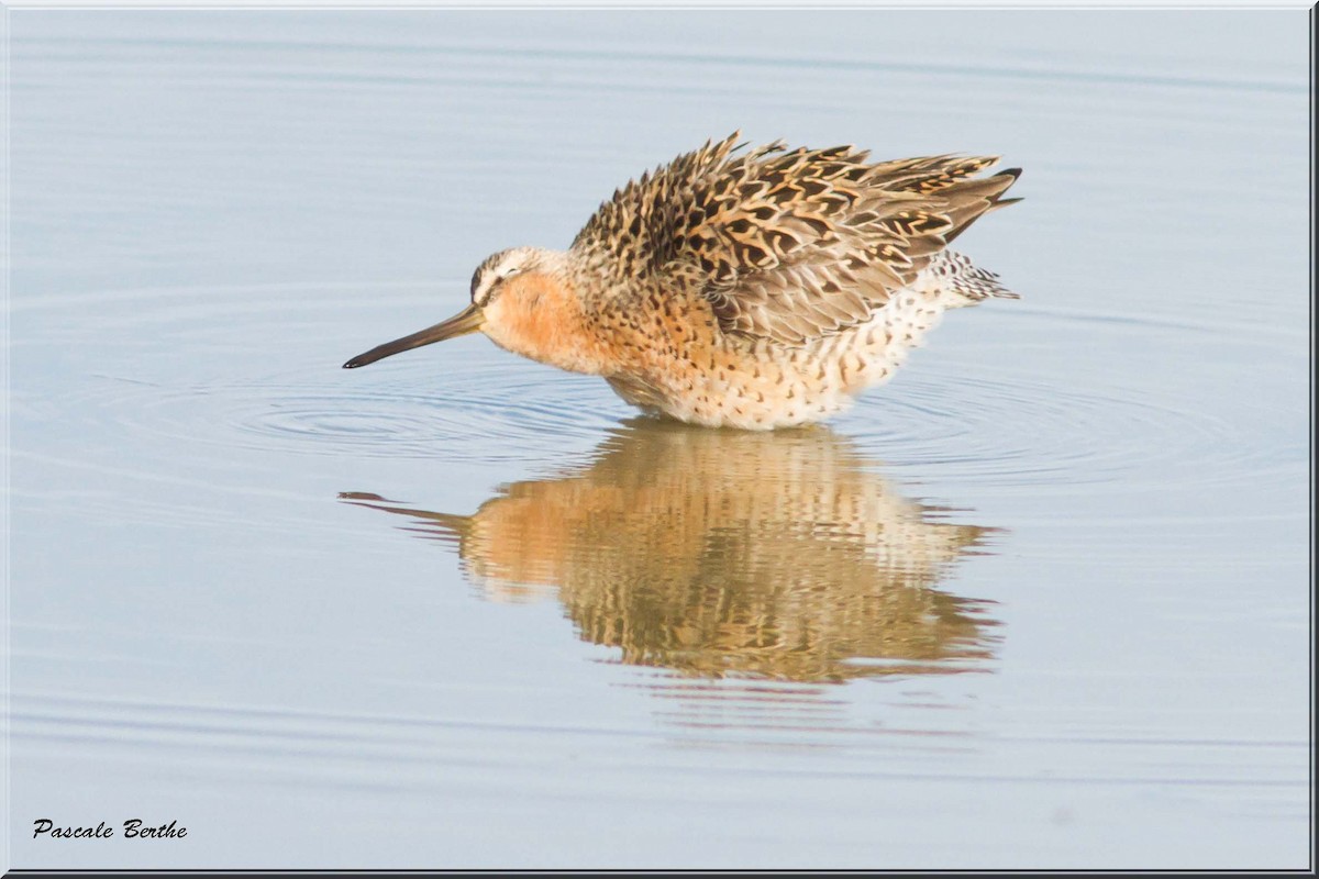 Short-billed Dowitcher - Pascale Berthe