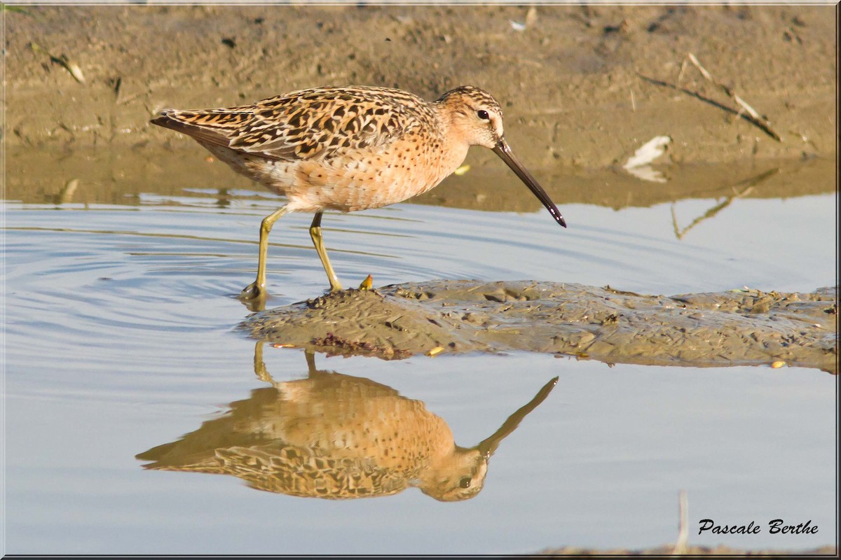 Short-billed Dowitcher - Pascale Berthe