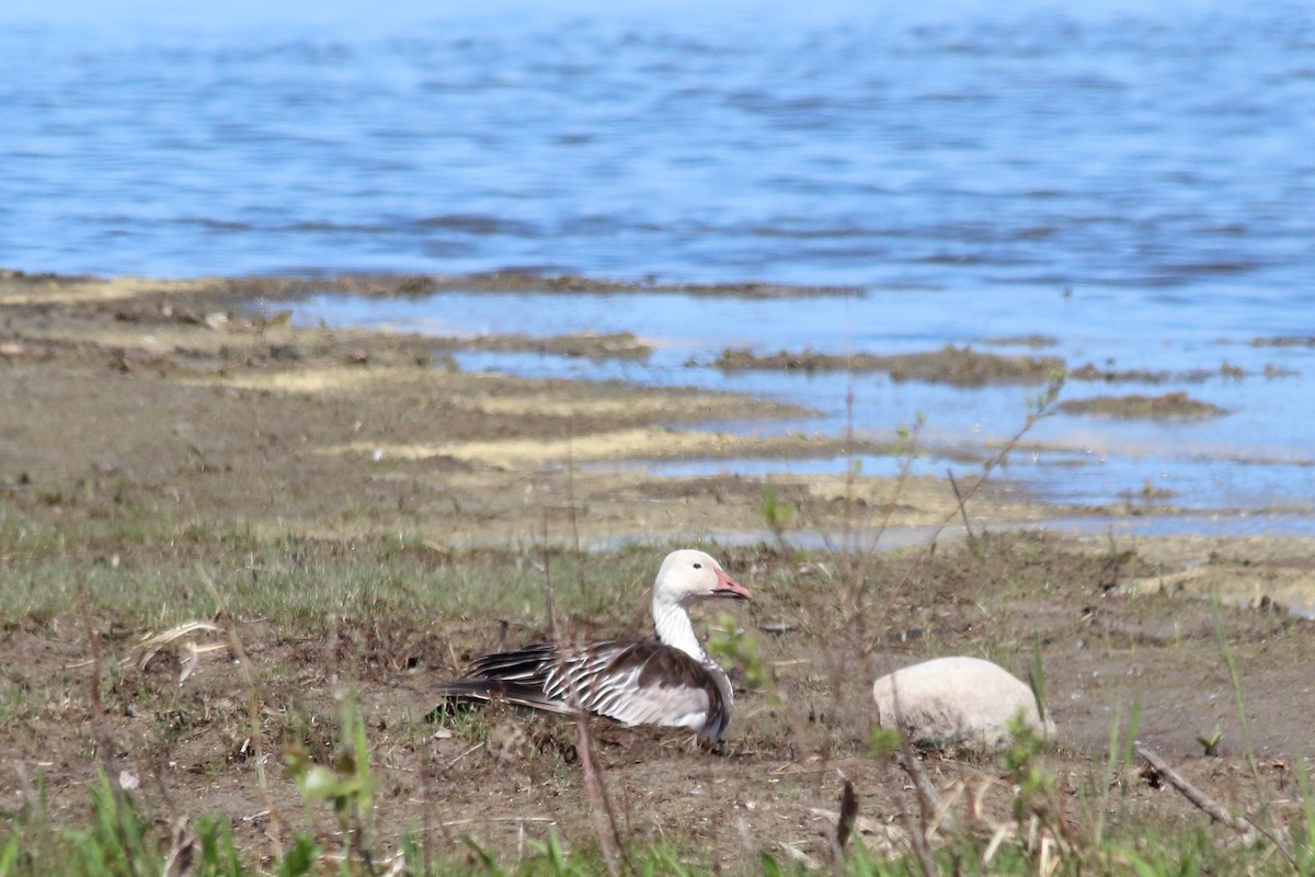 Snow Goose - Jose Castro