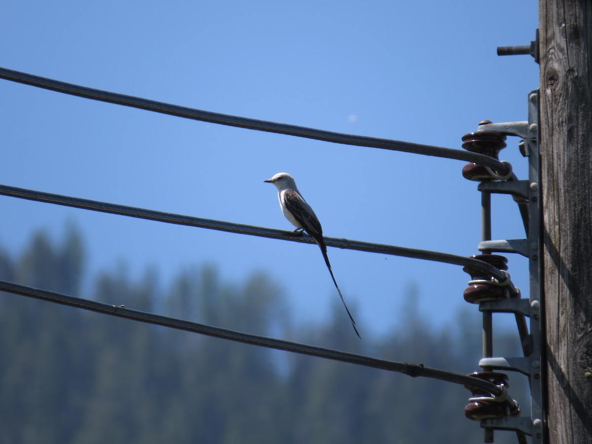 Scissor-tailed Flycatcher - Craig Sandvig