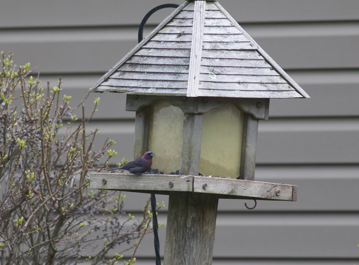 Varied Bunting - ML102433421