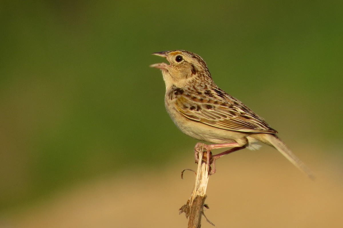 Grasshopper Sparrow - ML102433521