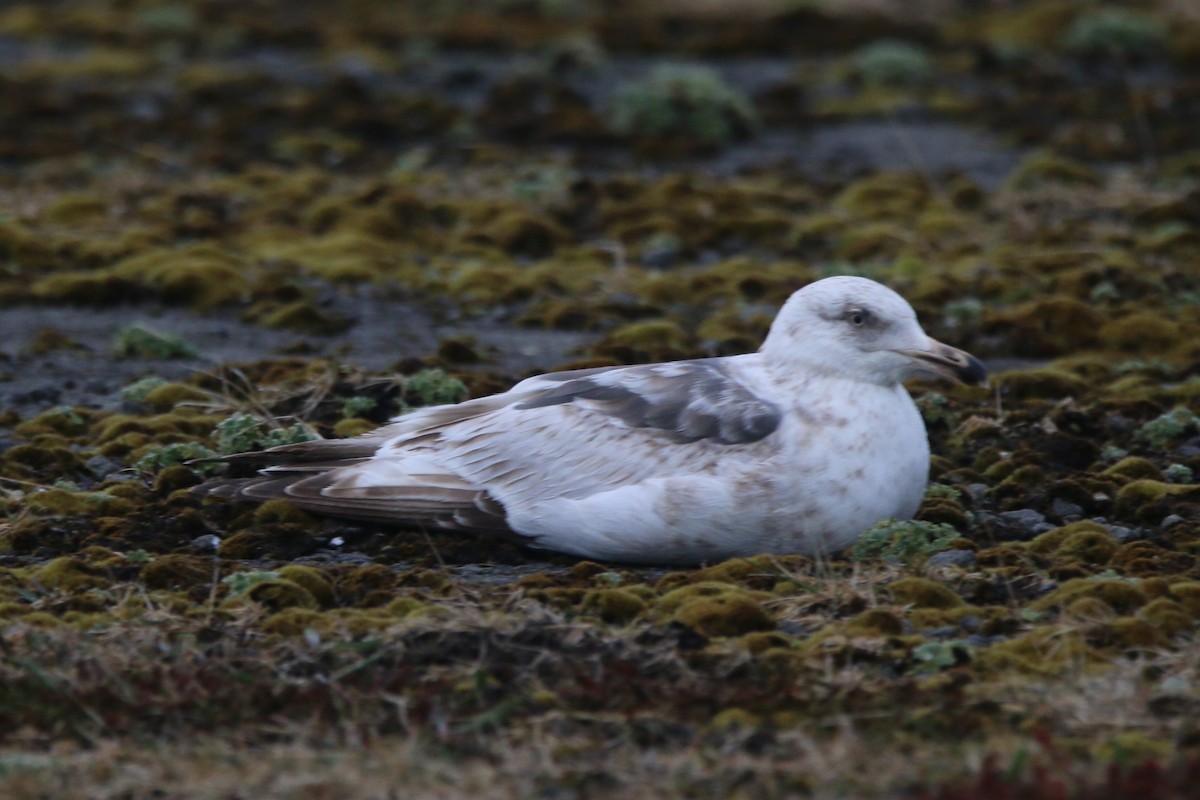 Gaviota de Kamchatka - ML102434031