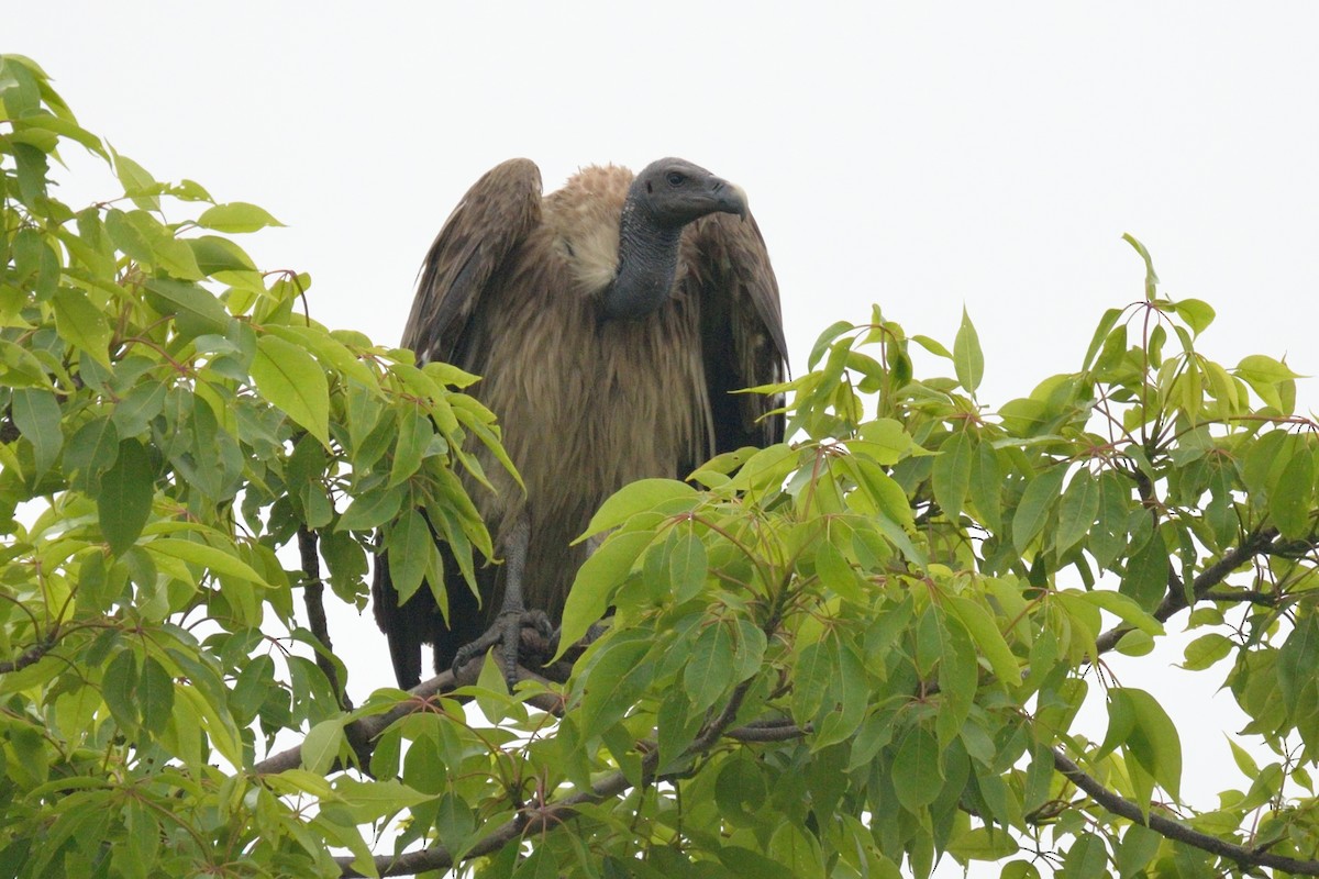 Slender-billed Vulture - ML102434191