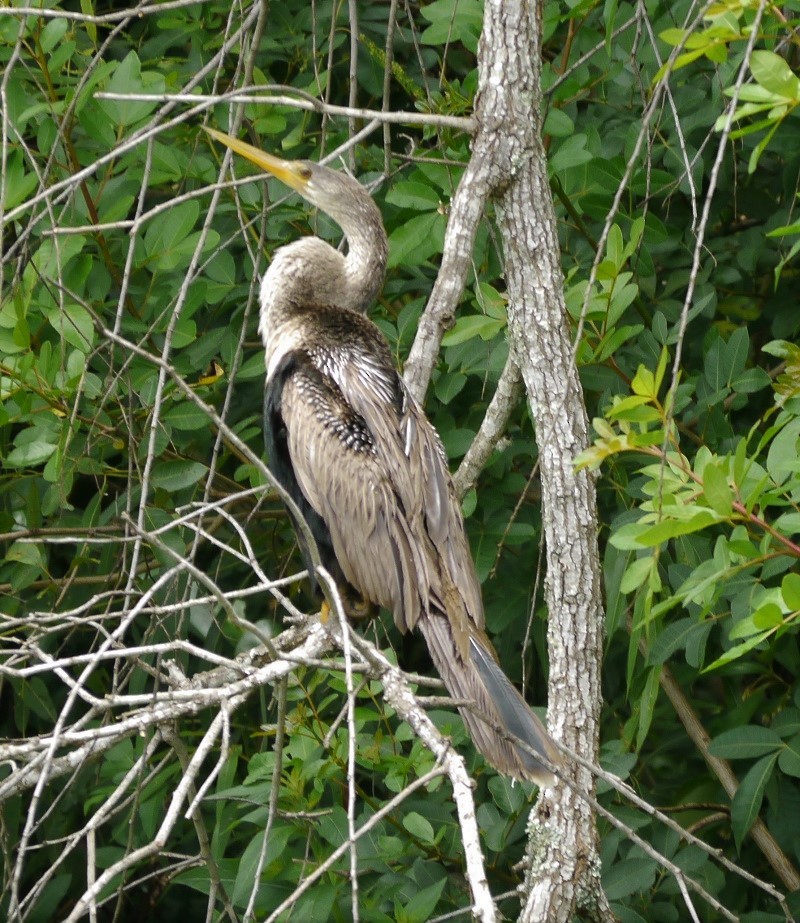 Anhinga - L.E. Quinlan