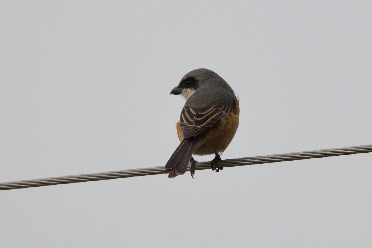 Gray-backed Shrike - ML102434341