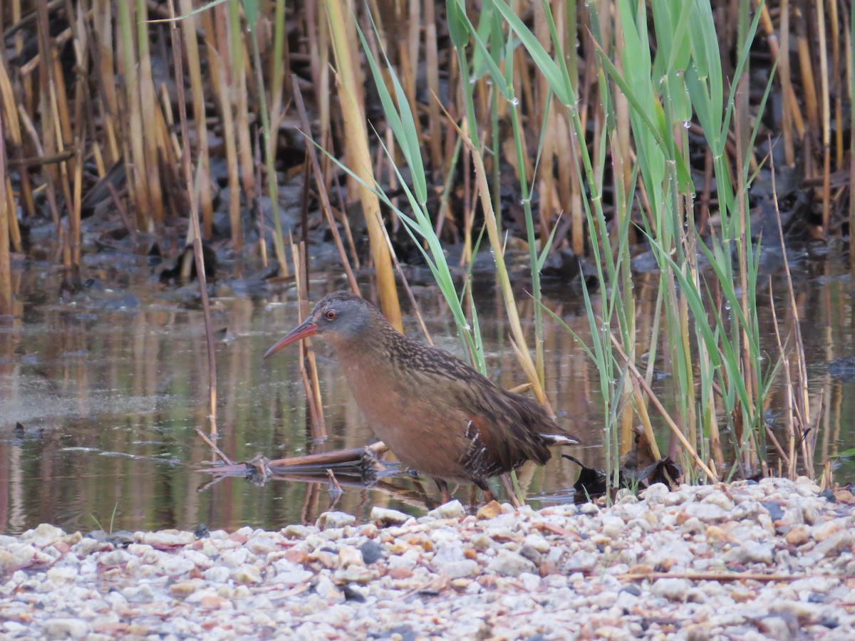 Пастушок віргінський - ML102434401