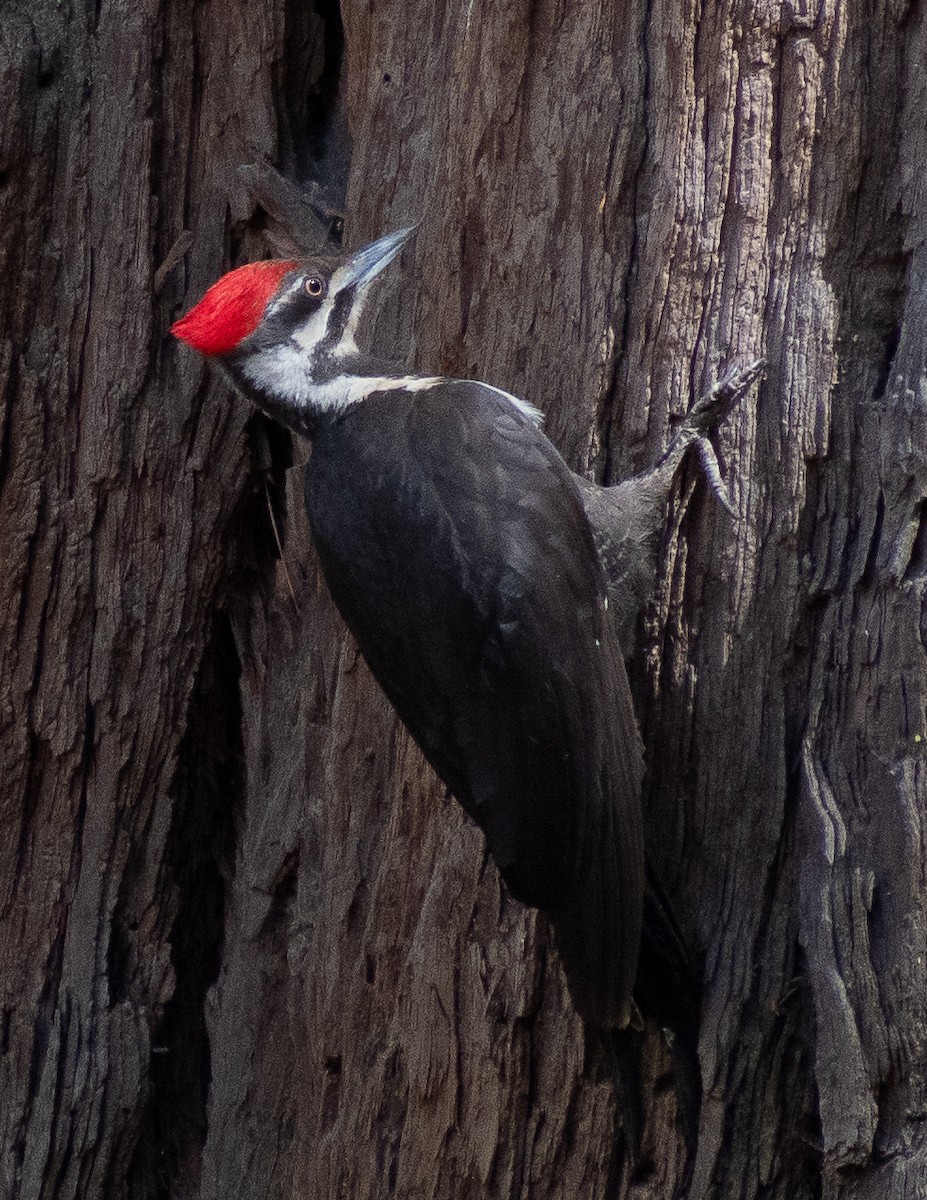 Pileated Woodpecker - Lynda Elkin