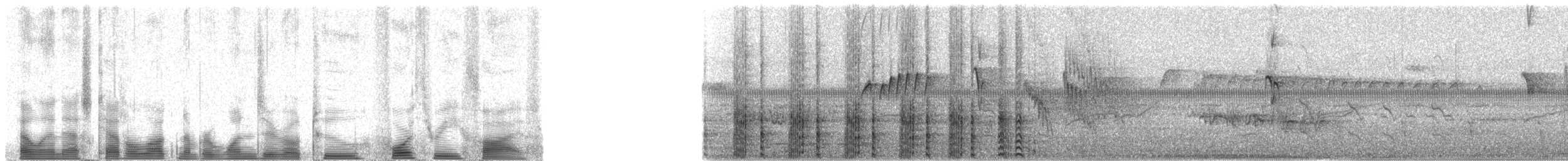 amerikasothøne (White-shielded) - ML102435