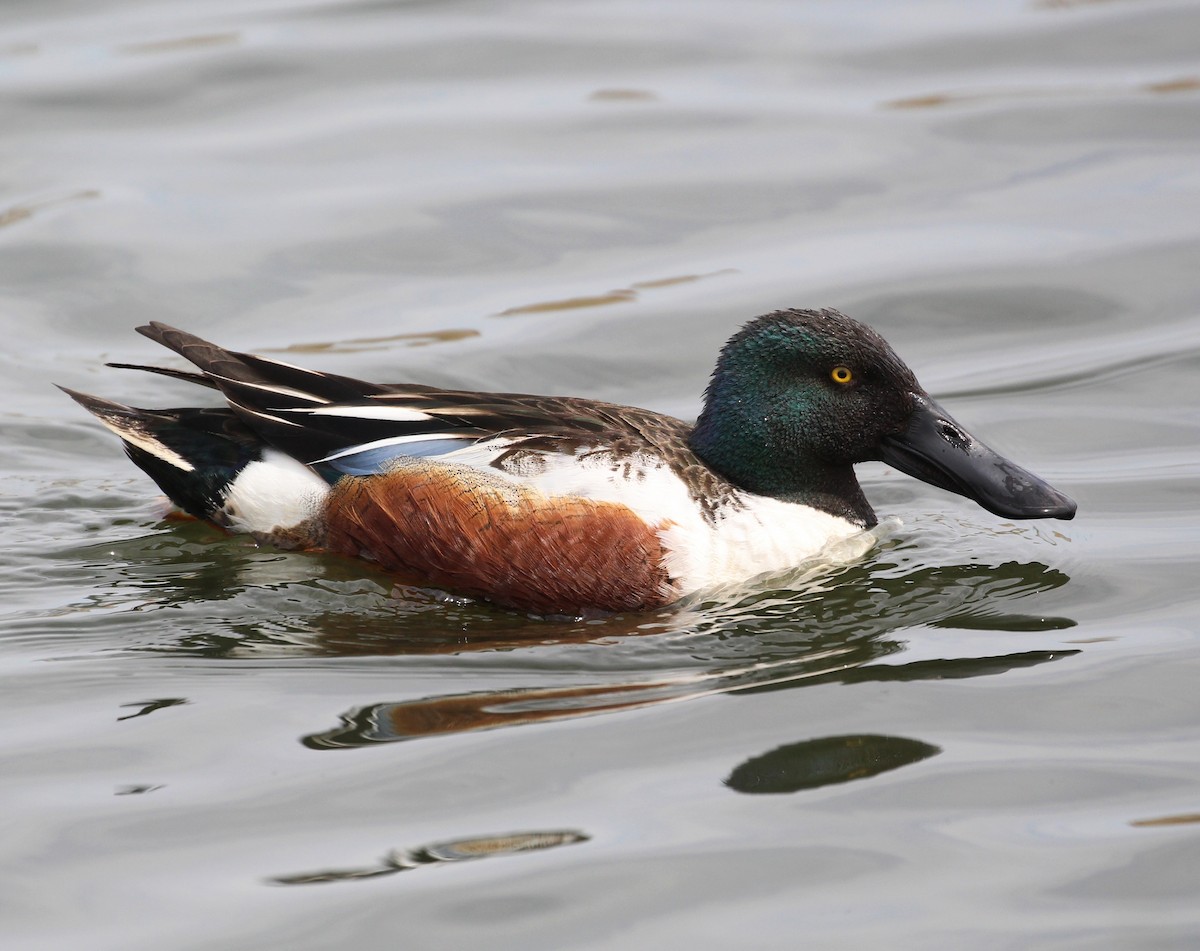 Northern Shoveler - Hélène Crête