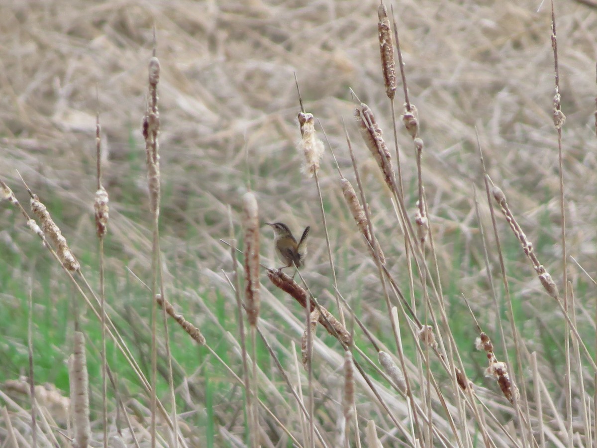 Marsh Wren - ML102436831