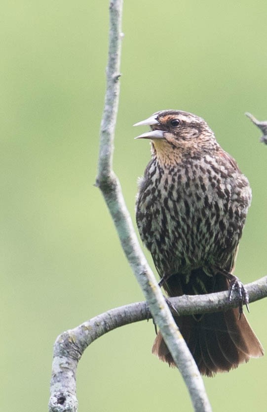 Red-winged Blackbird - ML102437431