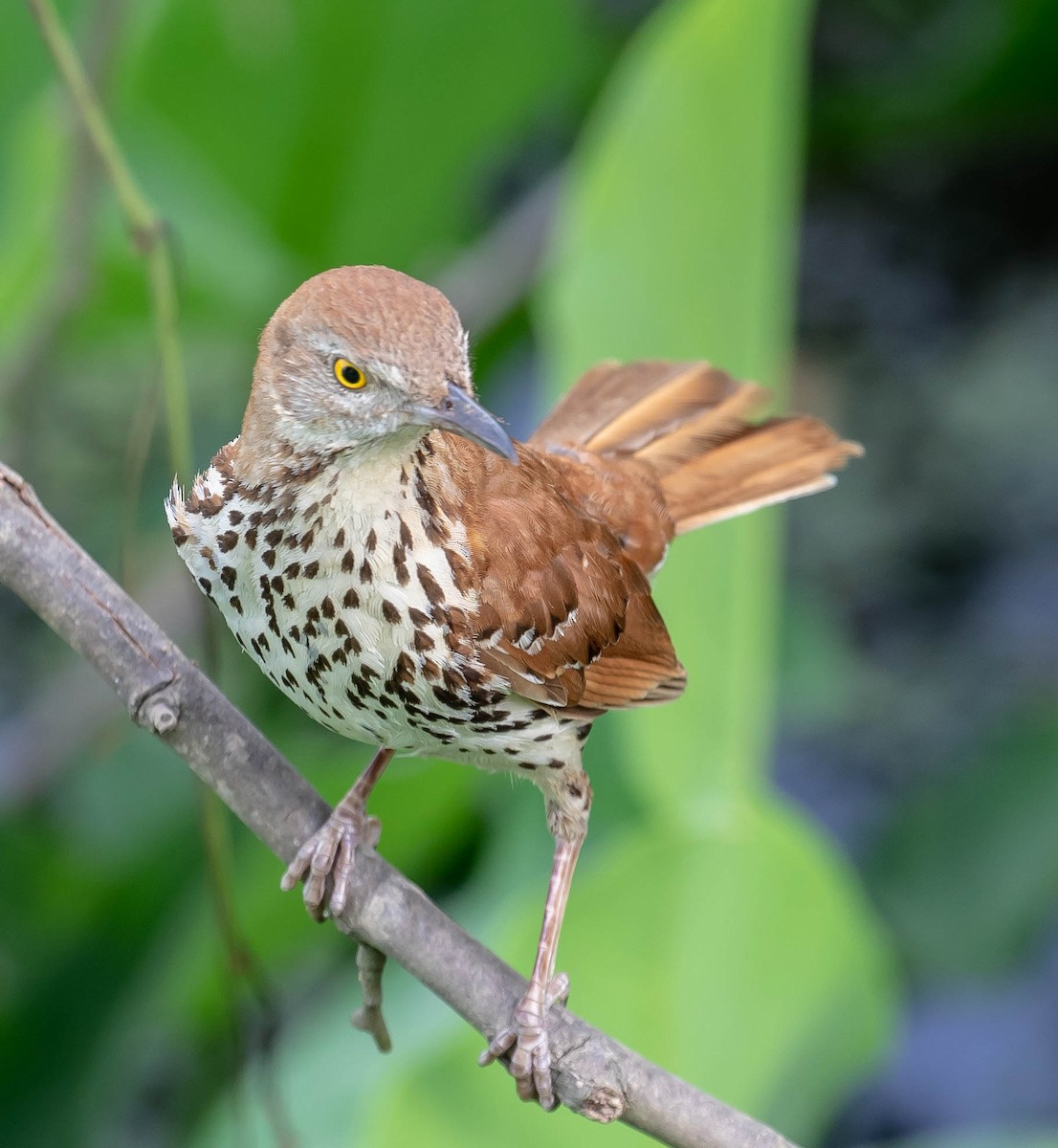 Brown Thrasher - ML102437531