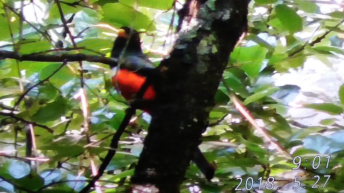 trogon krásný - ML102438551