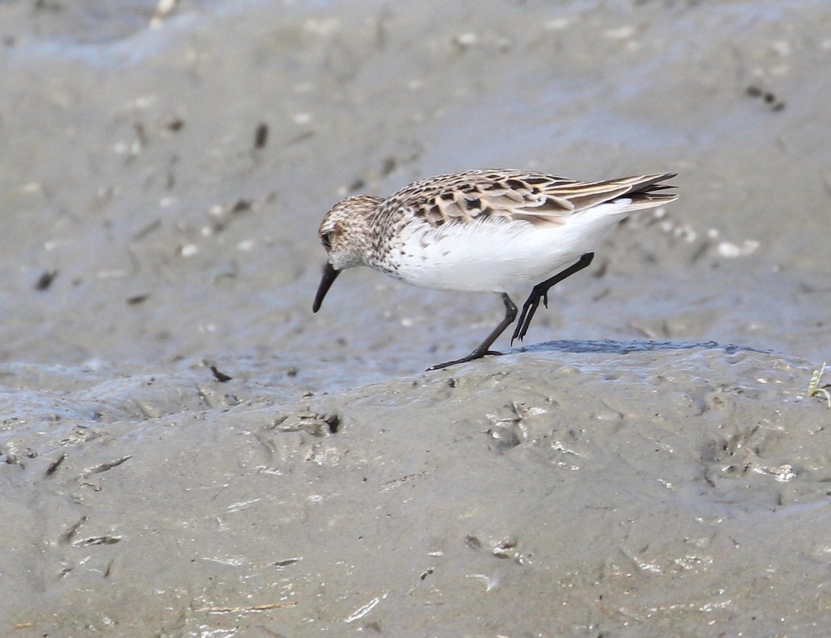 Semipalmated Sandpiper - ML102439021