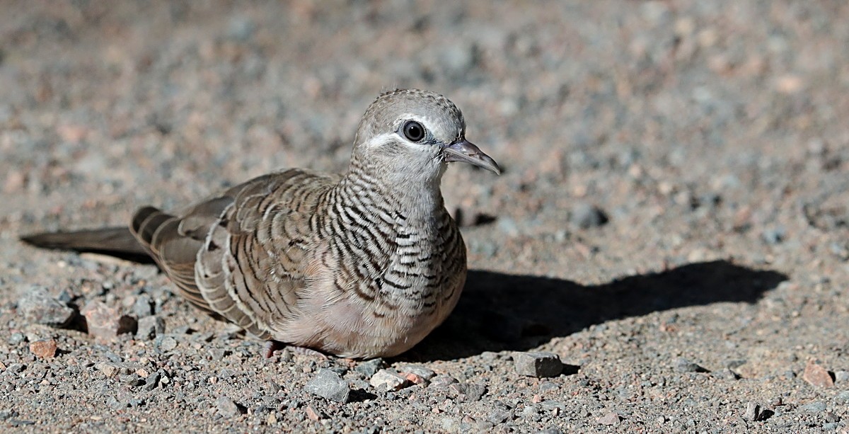 Peaceful Dove - Tony Ashton