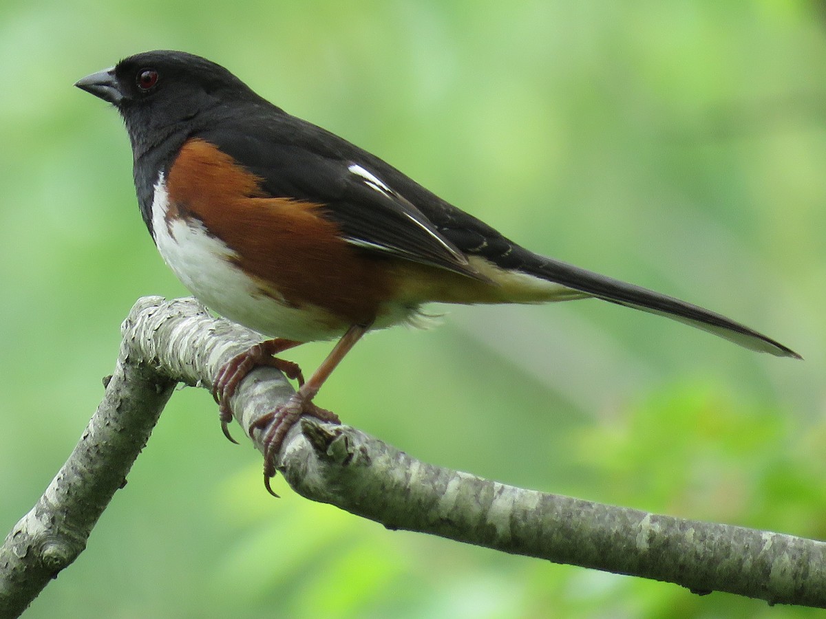 Eastern Towhee - ML102442531