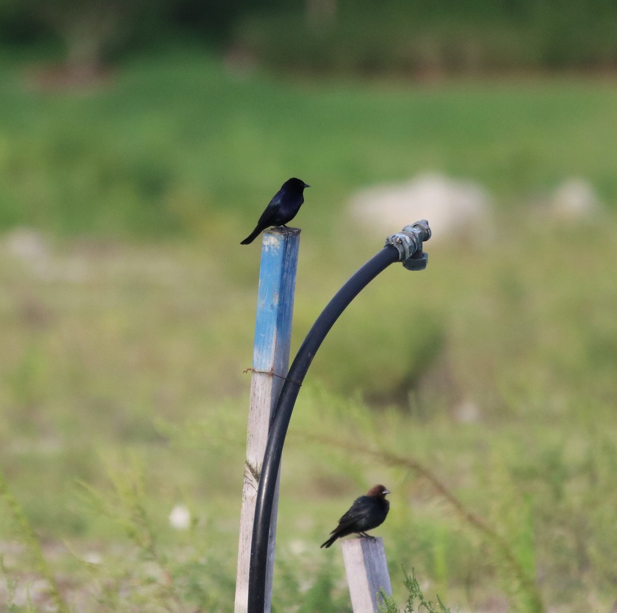 Shiny Cowbird - ML102444321