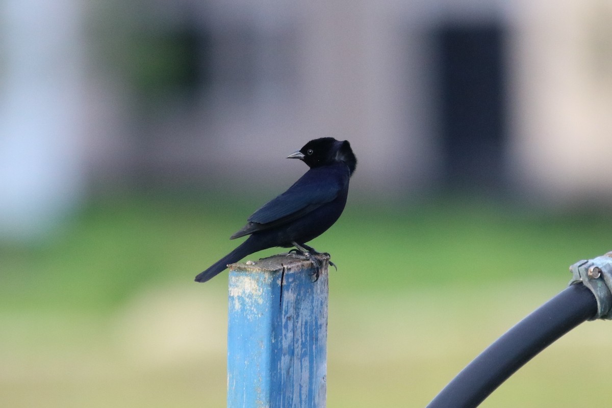 Shiny Cowbird - ML102444381
