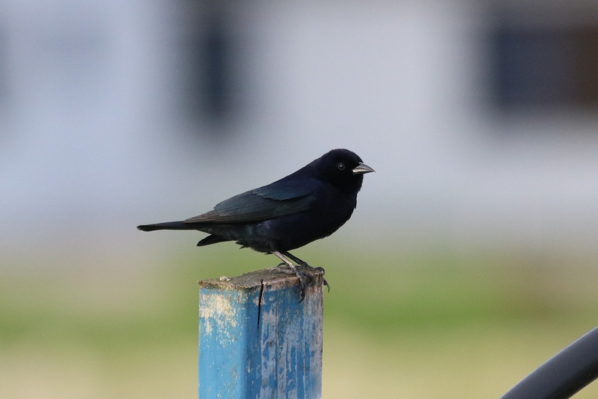 Shiny Cowbird - ML102444431