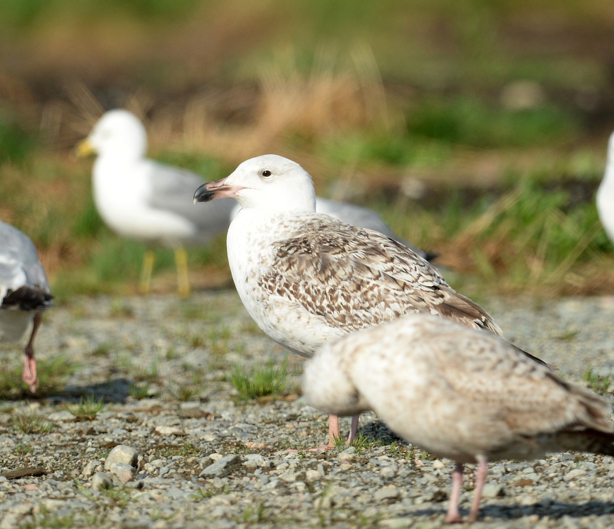 Great Black-backed Gull - ML102446071