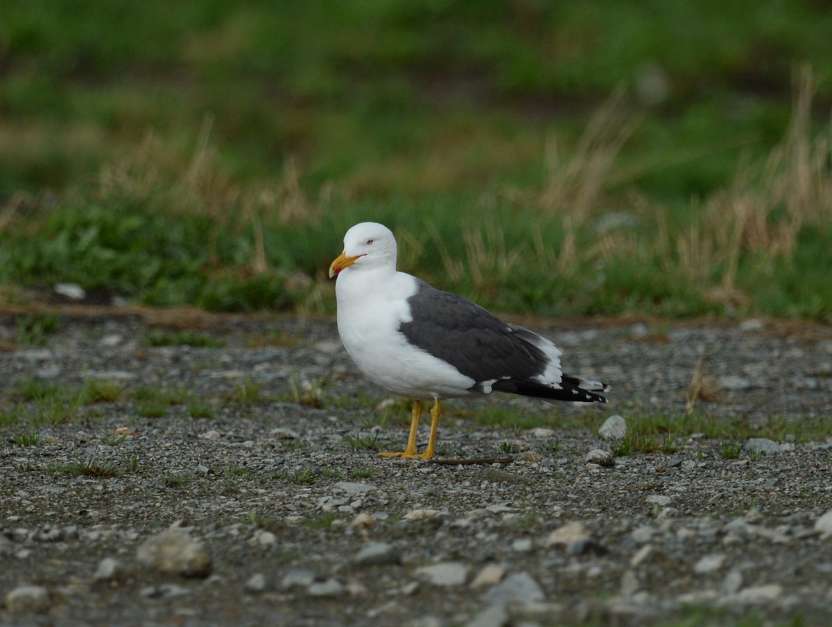 Lesser Black-backed Gull - Raymond Ladurantaye