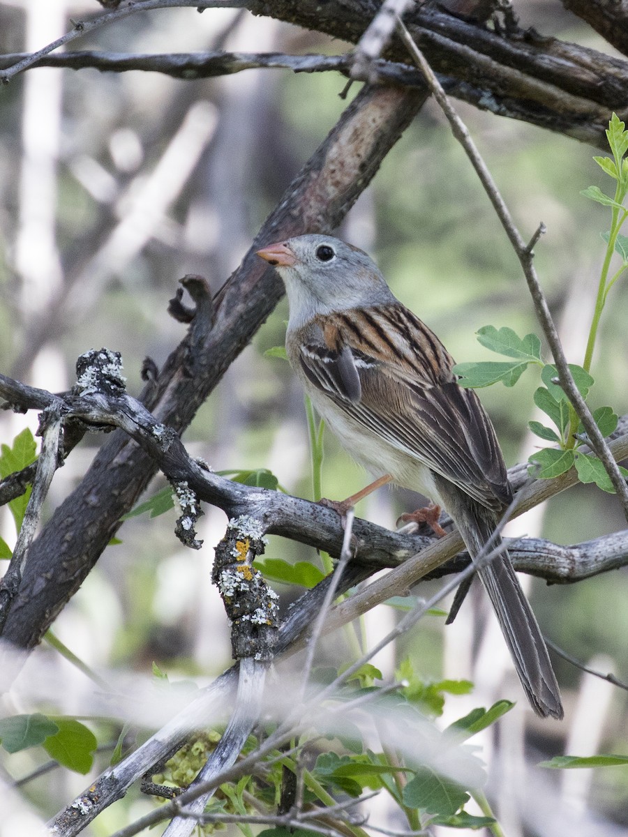 Field Sparrow - ML102447351