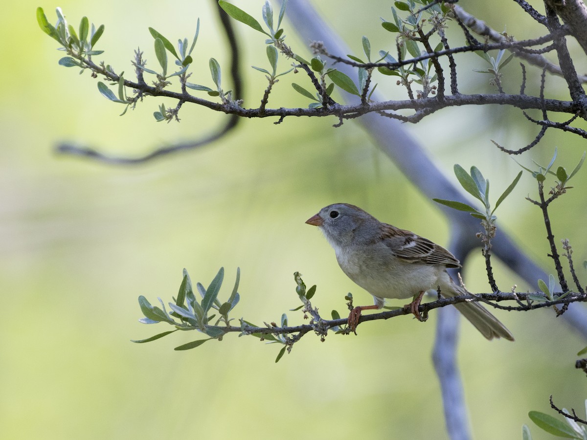 Field Sparrow - ML102447391