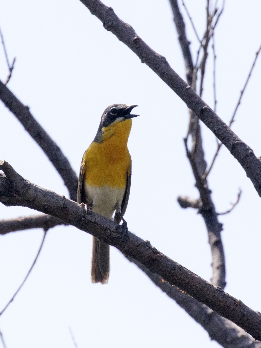 Yellow-breasted Chat - ML102447401