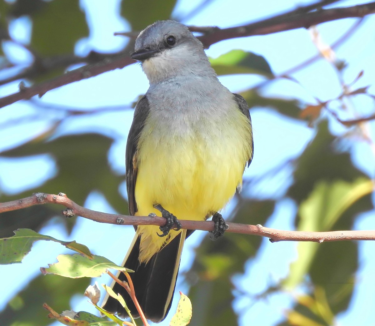 Western Kingbird - ML102447801