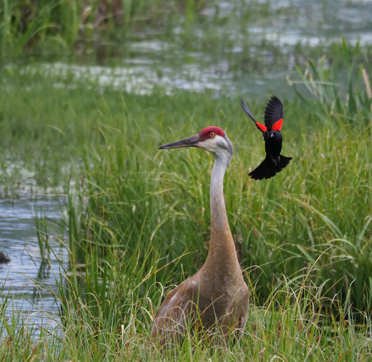 Sandhill Crane - ML102449361