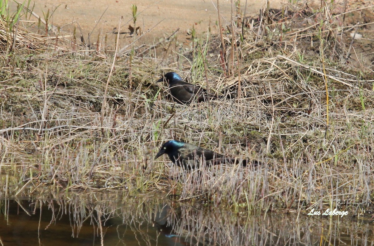 Common Grackle - ML102449591