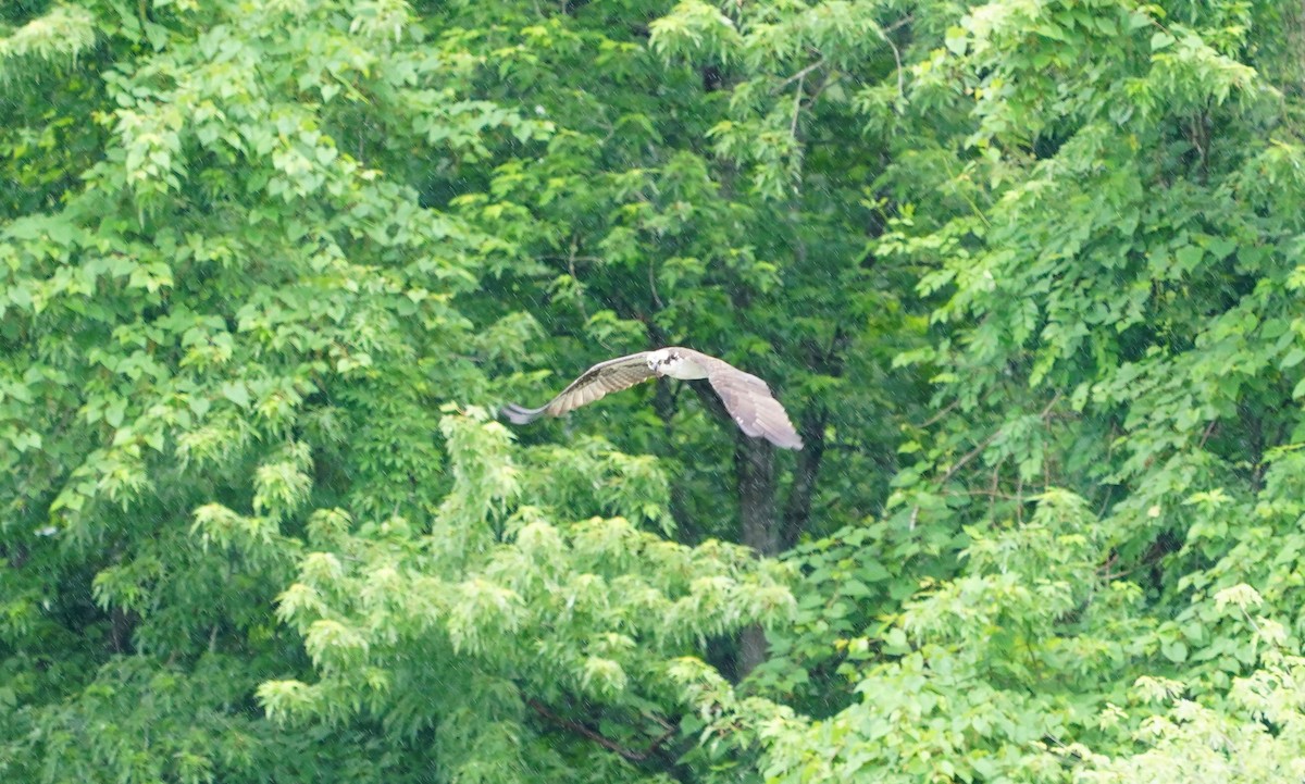 Osprey - ML102450661