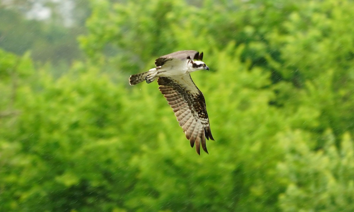 Osprey - ML102450671