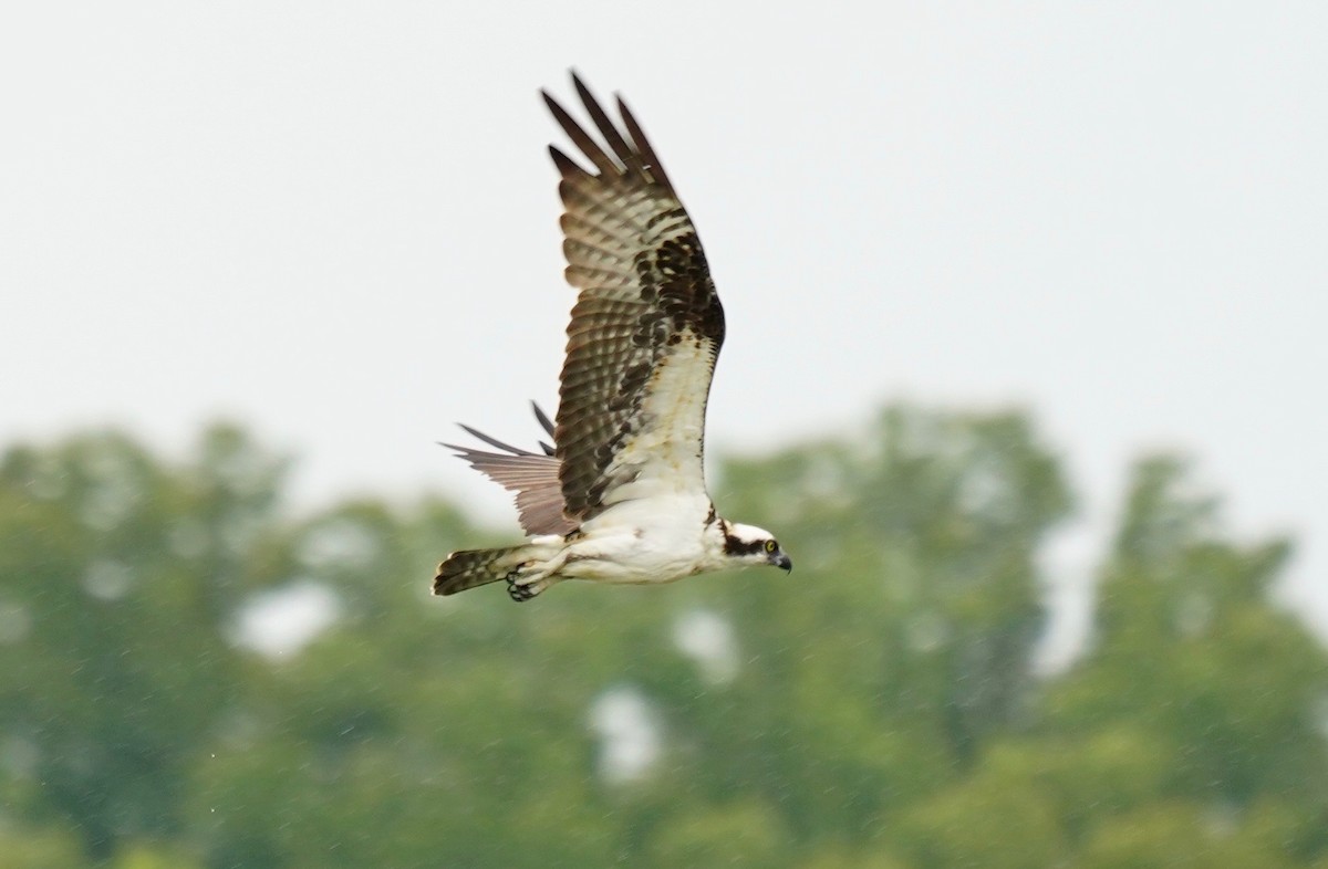 Águila Pescadora - ML102450731