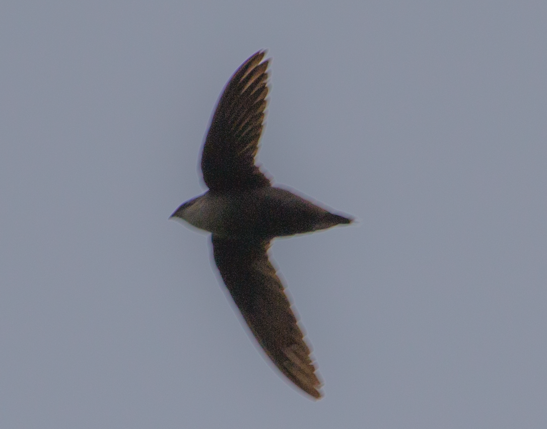 Chimney Swift - ML102450741