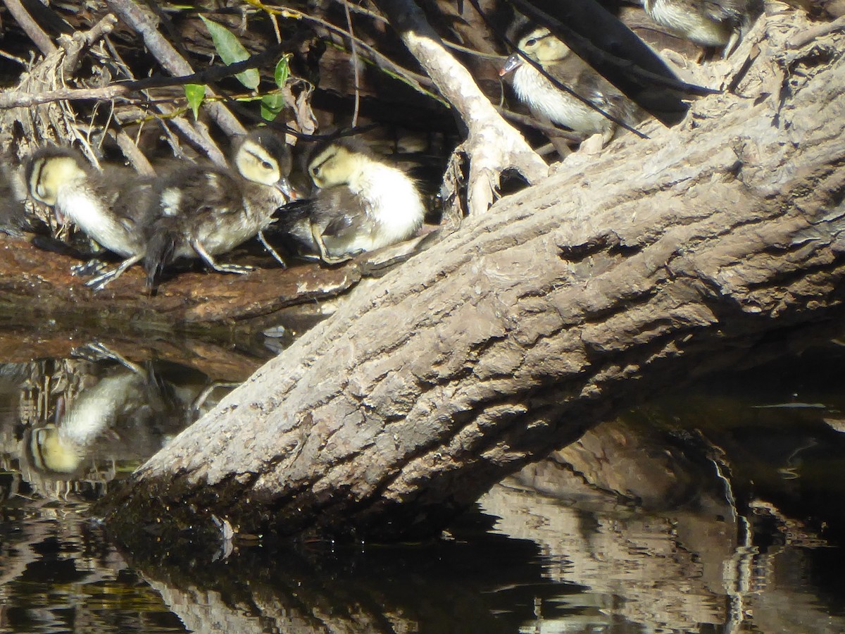 Wood Duck - ML102451361