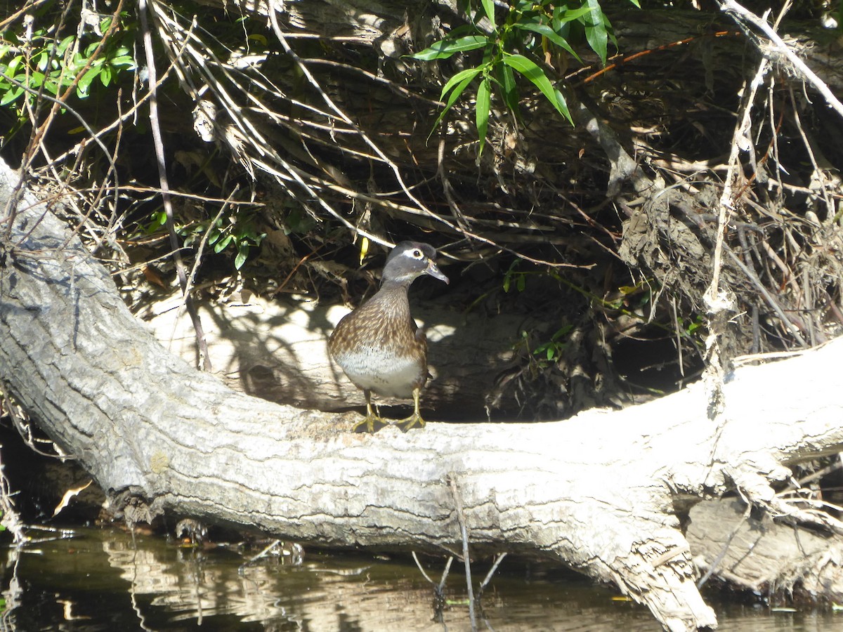 Wood Duck - ML102451381