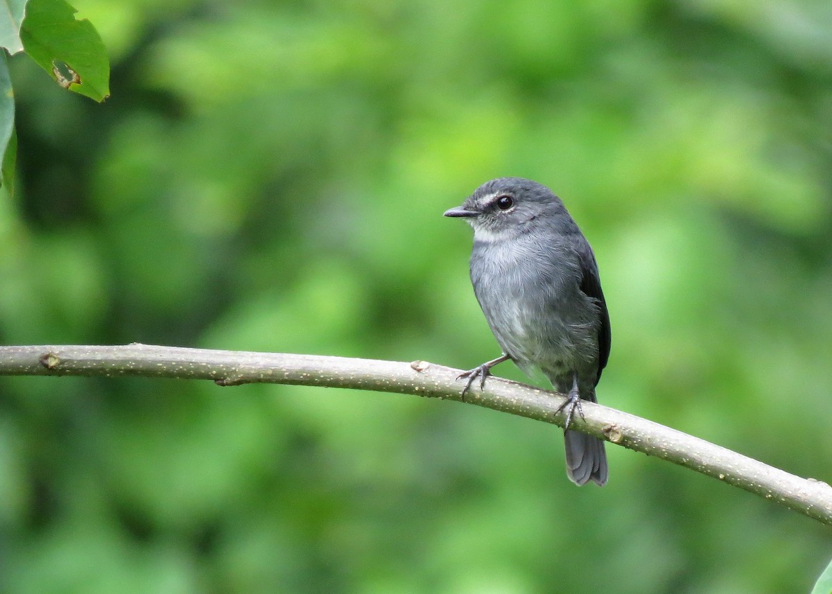 Dusky-blue Flycatcher - ML102451731