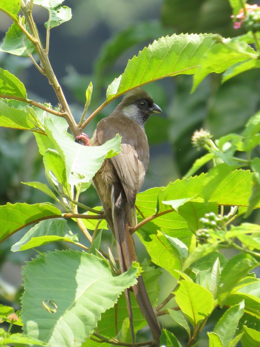 Speckled Mousebird - ML102451841